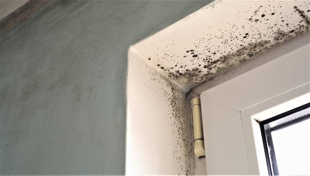 Best Environmental Consulting for Mold Prevention  in Bad Axe, MI