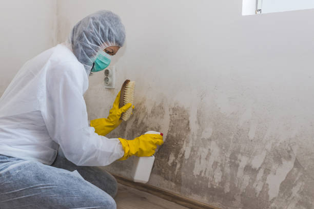 Best Mold Damage Restoration  in Bad Axe, MI