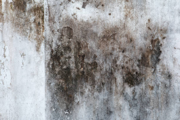 Dehumidification Services in Bad Axe, MI