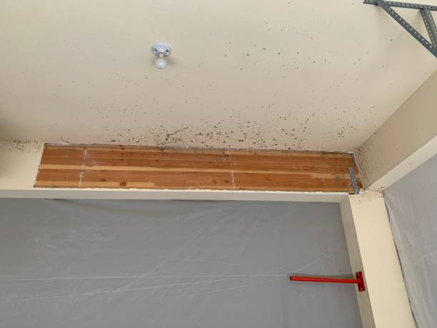 Best Mold Documentation for Insurance Claims  in Bad Axe, MI