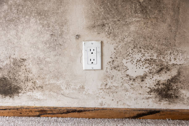 Best Comprehensive Air Testing for Mold Contaminants  in Bad Axe, MI