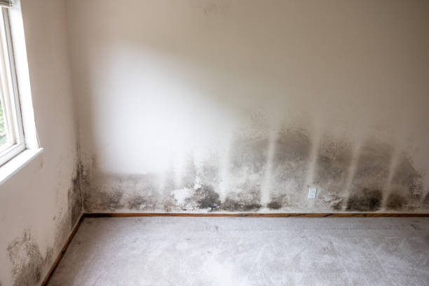 Best Industrial Mold Remediation  in Bad Axe, MI