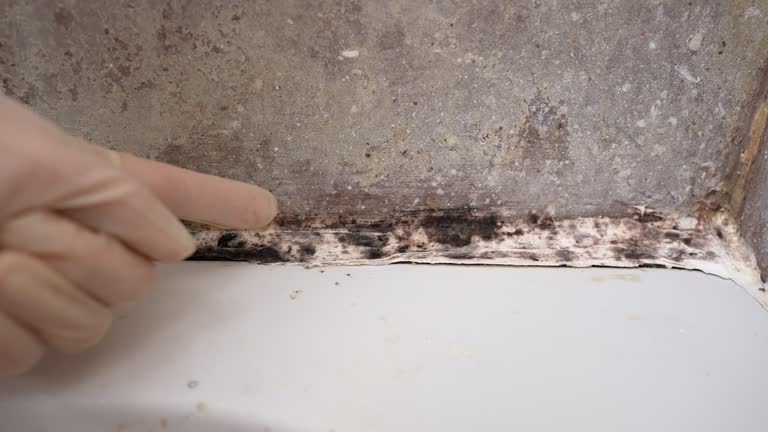 Best Commercial Mold Inspection  in Bad Axe, MI