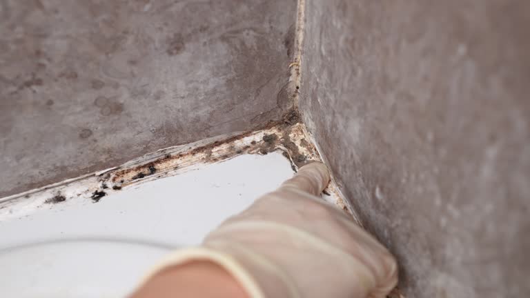 Best Mold Odor Removal Services  in Bad Axe, MI